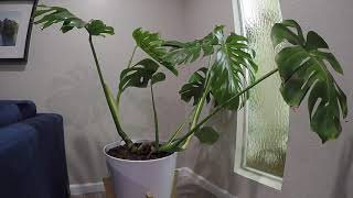 Monstera Deliciosa Timelapse