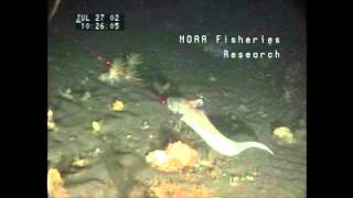 Footage of Grenadiers off Alaska's Aleutian Islands