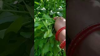 Vegitables Harvesting Short Video💚💚#parkritisday #harvest #farming#shorts#trending#tiktok#satisfying