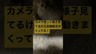 にゃんこさんの胎動出産までのカウントダウン【 猫 子猫 出産猫 妊娠猫 】