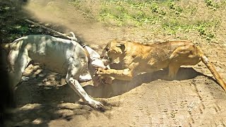 ONÇA PARDA vs DOGO ARGENTINO - DOGO ARGENTINO ATACA UMA ONÇA PARDA