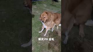 當柴犬遇上金毛，打不過根本打不過#funny #dog #shorts