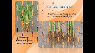 Корінь . Види коренів . Видозміни коренів