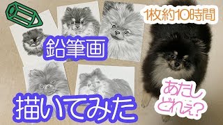 ポメラニアン犬を鉛筆で描いてみた！【はなポメ#517】