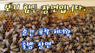 귀농한 초보양봉 취미양봉 순간포착 처녀왕 출방 장면