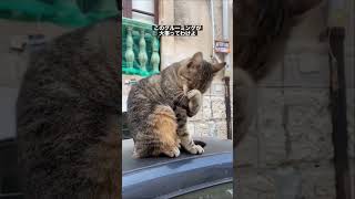 車の上で顔を洗う野良猫　#shorts #猫