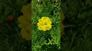 Cosmos Flowers | ആകാശമല്ലി.