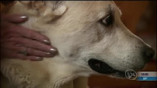 N4T Investigators: Pet lovers outraged