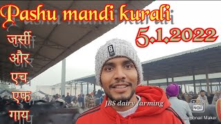 पशु मंडी कुराली 5.1.2022. कुराली मंडी की सुपर जर्सी और एच एफ गाय। cows video. jbs dairy farming. PB