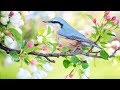 Peaceful music, Relaxing music, Instrumental music 