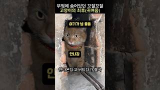 부엌에 숨어있던 꼬질꼬질 고양이의 최후