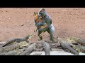 Crocodile Attacks Monkey Because It Wants to Fight for Prey| What Happened?