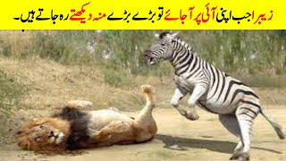 زیبرا خود کو موت کے منہ سے کیسے بچاتاہے۔ | Zebra defeat Predators | Dilchasp Information