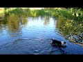 border collie and water indy és a víz