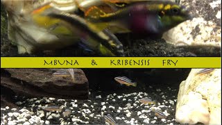 Mbuna \u0026 Kribensis Fry