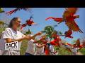 Survival of the Scarlet Macaw | How to save Mexico's Endangered Parrot