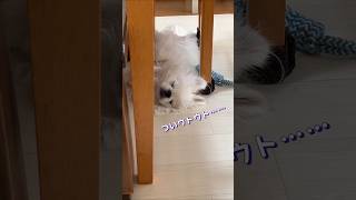 ホットカーペットの上で怠惰なペキニーズ #ペキニーズ #鼻ぺちゃ #短足 #犬 #かわいい犬 #pekingese