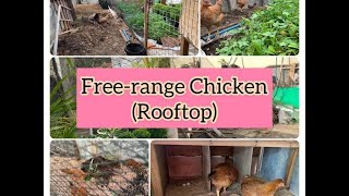 Free-range Chicken (Rooftop)