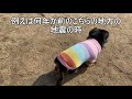 ももとの日々＃191 19歳7カ月シニア犬の睡眠時間、野生の名残と予知能力。寝顔集