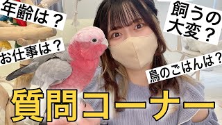 【Q＆A】質問コーナー！飼い主や鳥のあれこれ大公開しちゃいました。