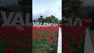 5000 Roses in Valencia Dumaguete Philippines #trending #travel #shorts #nature #travelphilippines