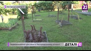 Червонокнижні рослини в Ужгородському лісгоспі