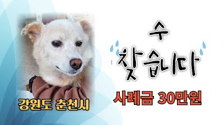 수 찾습니다  강원도 춘천시  사례금30만원  #실종반려동물찾기 #강아지  연락처는 댓글에 있습니다