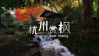 杭州秋日枫情漫步 | Enchanting Maple Walk in Hangzhou