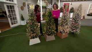 Bethlehem Lights Overlit 5' Slim Spruce Tree on QVC