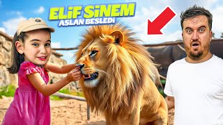 ELİF SİNEM ASLAN KAFESİNE GİRDİ !! EYVAH KAFES AÇILDI !! KENDİ ELLERİ İLE ASLAN BESLEDİ !!