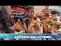 domingoaldía la fiebre del capibara américa televisión