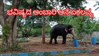 ಭವಿಷ್ಯದ ಅಂಬಾರಿ ಆನೆ ಏಕಲವ್ಯ #Ekalavyaelephant