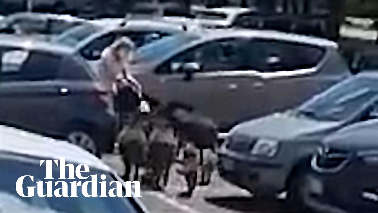 Swine Smarts Wild Boars Free Pair Of Fellow Pigs Caught In A Trap