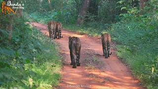 Tigers gives us an Angry Stare - Choti Madhu Tigress with 3 cubs - Tadoba