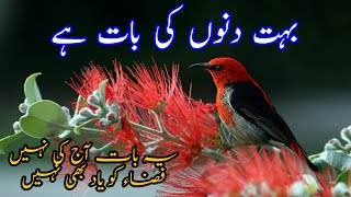 Urdu Poetry | Bahut dino ki baat Hy | UrduKiInayat | Inayat | salam machli