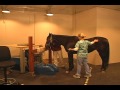 MRI: Wisconsin Equine Clinic & Hospital