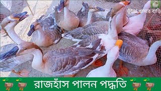 রাজহাঁস পালন পদ্ধতি।🦆Swan rearing method.