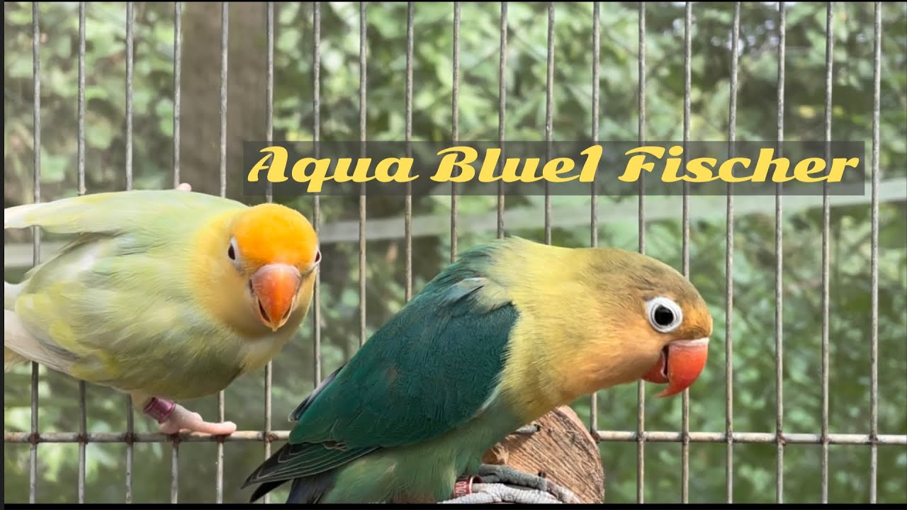 African Lovebirds - Beauty Of Aqua Blue1 Fischeri - YouTube