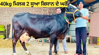 40kg ਮਿਲਕ 2 ਸੂਆ 💎🏆🔝 ਵੱਛੀ ਫੁੱਲ ਵੱਡੇ ਕੱਦ ਕਾਠ ਚ ਘਰੇਲੂ#ਕਿਸਾਨ ਦੇ ਘਰੋਂ for sale !! 40kg milk 🏆 cow ||