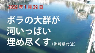 ボラ稚魚大群出現