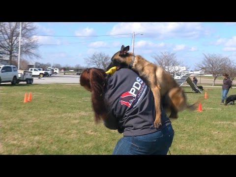 You Want A Belgium Malinois? Really? Are You Sure? Personal Protection Dog Information & Sales You Want A Belgium Malinois? Really? Are You Sure? Personal Protection Dog Information & Sales