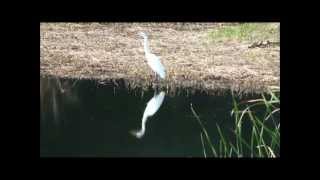 Great Egret ダイサギ（大鷺、大白鷺）印西ひょうたん島池の秋2012年