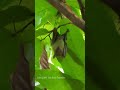 bat spotted in cocoa tree shorts fruitbat bat mammals kerala malayalam india