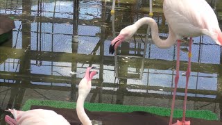 オオフラミンゴ　２羽で仲良くしています　【掛川花鳥園】Greter Flamingo Kakegawa Garden