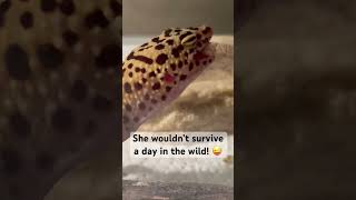 Gecko wouldn’t survive a day in the wild! 😜 #trending #music #gecko