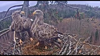 LDF Jūras ērglis (White tailed eagle) - Milda and Raimis working 09.01.2020