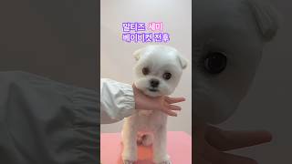 말티즈 세미 베이비컷 전후❤️🫶/말티즈 얼굴미용/ Maltese dog face grooming #shortsvideo #cutedog #안양애견미용 #maltese