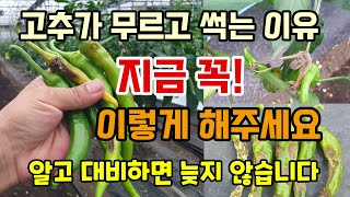 고추가 무르고 썩는 이유 지금 3가지는 꼭 해주세요 비가잦고 고온다습하면 발생하는 병해충