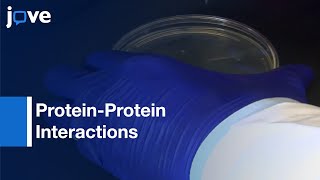 Probing High-Density Functional Protein Microarrays: Protein-Protein Interactions l Protocol Preview