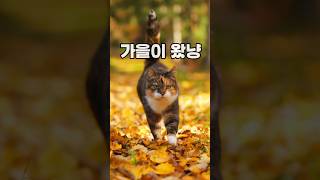 멋짐주의) 오~ 이런 모습은!! 냥이의 가을 모습 #cats #catshorts #냥이 #catcute #고양이 #고양이일상 #고양이브이로그 #고양이영상 #가을